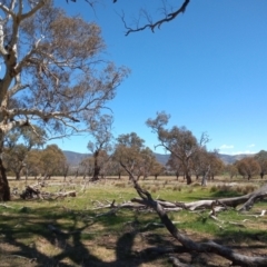 Eucalyptus melliodora at Lanyon - northern section A.C.T. - 7 Oct 2023 01:17 PM