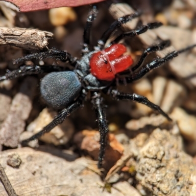 Missulena occatoria (Red-headed Mouse Spider) at Stromlo, ACT - 6 Oct 2023 by Miranda