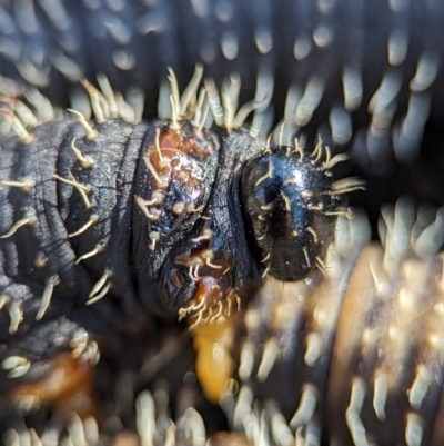 Perginae sp. (subfamily) (Unidentified pergine sawfly) at Stromlo, ACT - 7 Oct 2023 by Miranda