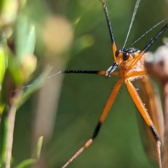 Harpobittacus australis (Hangingfly) at Denman Prospect 2 Estate Deferred Area (Block 12) - 7 Oct 2023 by Miranda