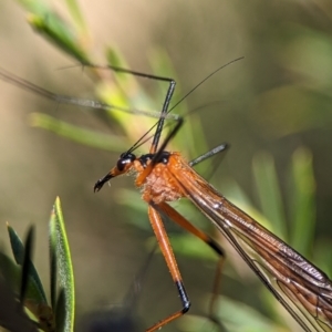 Harpobittacus australis at Denman Prospect, ACT - 7 Oct 2023 12:50 PM