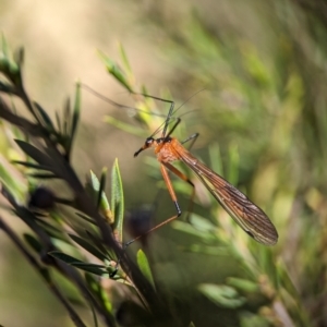 Harpobittacus australis at Denman Prospect, ACT - 7 Oct 2023