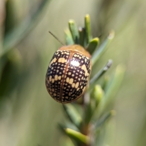 Paropsis pictipennis at Denman Prospect, ACT - 7 Oct 2023