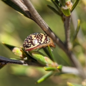 Paropsis pictipennis at Denman Prospect, ACT - 7 Oct 2023