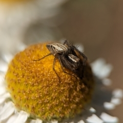 Oxyopes sp. (genus) (Lynx spider) at Holder, ACT - 7 Oct 2023 by Miranda