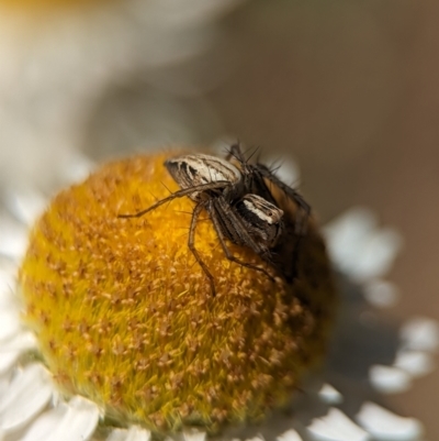 Oxyopes sp. (genus) (Lynx spider) at Holder, ACT - 7 Oct 2023 by Miranda