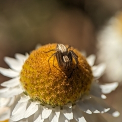 Oxyopes sp. (genus) at Holder, ACT - 7 Oct 2023 12:53 PM