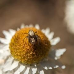 Oxyopes sp. (genus) at Holder, ACT - 7 Oct 2023 12:53 PM