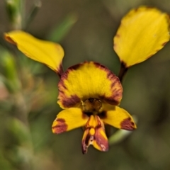 Diuris semilunulata (Late Leopard Orchid) at Stromlo, ACT - 6 Oct 2023 by Miranda