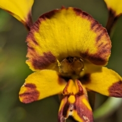 Diuris semilunulata at Stromlo, ACT - suppressed