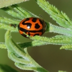 Peltoschema oceanica (Oceanica leaf beetle) at West Wodonga, VIC - 6 Oct 2023 by KylieWaldon