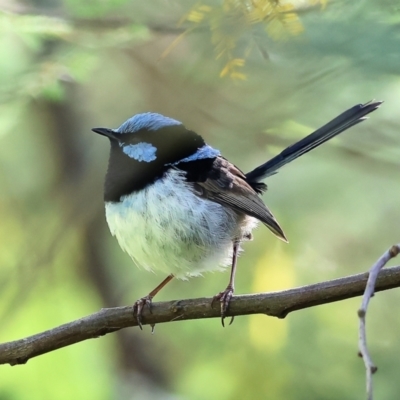 Malurus cyaneus (Superb Fairywren) at West Wodonga, VIC - 7 Oct 2023 by KylieWaldon