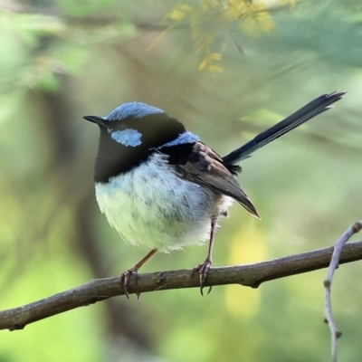 Malurus cyaneus (Superb Fairywren) at West Wodonga, VIC - 6 Oct 2023 by KylieWaldon