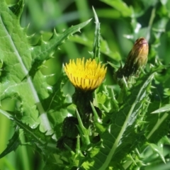 Sonchus asper (Prickly Sowthistle) at West Wodonga, VIC - 6 Oct 2023 by KylieWaldon