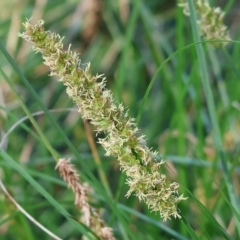 Carex appressa (Tall Sedge) at West Wodonga, VIC - 7 Oct 2023 by KylieWaldon