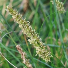 Carex appressa (Tall Sedge) at West Wodonga, VIC - 6 Oct 2023 by KylieWaldon