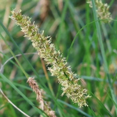 Carex appressa (Tall Sedge) at West Wodonga, VIC - 7 Oct 2023 by KylieWaldon