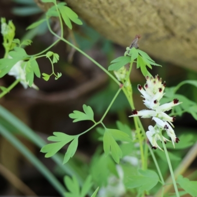 Fumaria capreolata (White Fumitory) at West Wodonga, VIC - 6 Oct 2023 by KylieWaldon