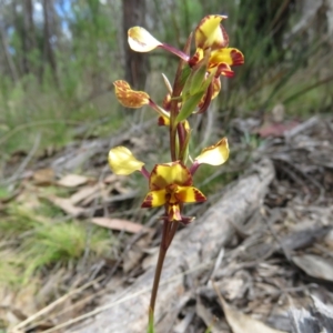 Diuris pardina at Denman Prospect, ACT - 6 Oct 2023