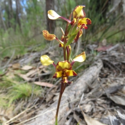 Diuris pardina (Leopard Doubletail) at Denman Prospect, ACT - 5 Oct 2023 by TonyWillis