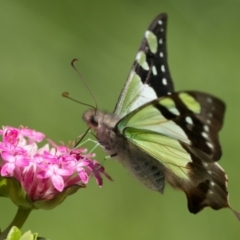 Graphium macleayanum (Macleay's Swallowtail) at Acton, ACT - 7 Oct 2023 by patrickcox