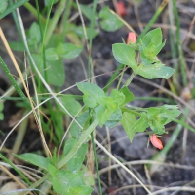Lysimachia arvensis (Scarlet Pimpernel) at West Wodonga, VIC - 6 Oct 2023 by KylieWaldon