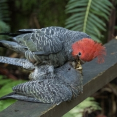 Callocephalon fimbriatum at Acton, ACT - suppressed