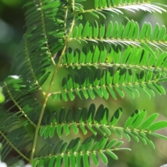 Acacia elata at West Wodonga, VIC - 6 Oct 2023 by KylieWaldon