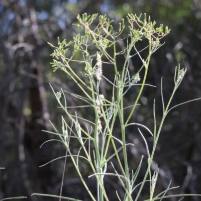 Senecio quadridentatus (Cotton Fireweed) at West Wodonga, VIC - 6 Oct 2023 by KylieWaldon