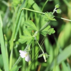 Unidentified Other Wildflower or Herb at West Wodonga, VIC - 6 Oct 2023 by KylieWaldon