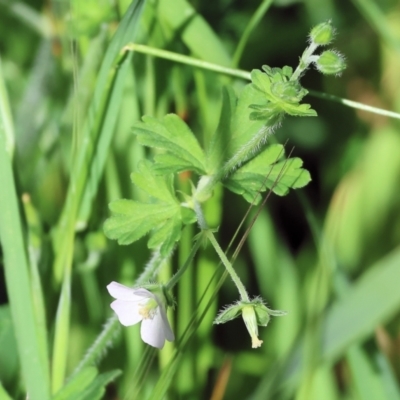 Unidentified Other Wildflower or Herb at West Wodonga, VIC - 6 Oct 2023 by KylieWaldon