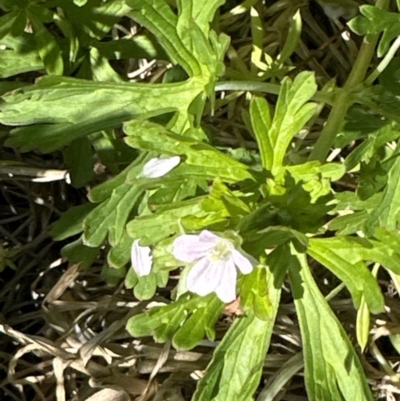 Geranium sp. Pleated sepals (D.E.Albrecht 4707) Vic. Herbarium (Naked Crane's-bill) at Tumut, NSW - 7 Oct 2023 by lbradley