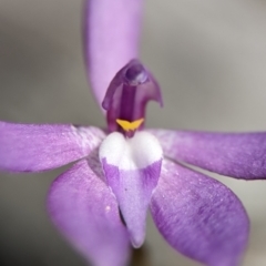 Glossodia major (Wax Lip Orchid) - 1 Jan 1900 by Miranda