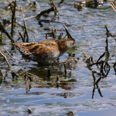 Zapornia pusilla (Baillon's Crake) at Fyshwick, ACT - 6 Oct 2023 by RodDeb