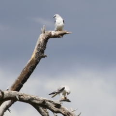 Elanus axillaris (Black-shouldered Kite) at Jerrabomberra Wetlands - 6 Oct 2023 by RodDeb