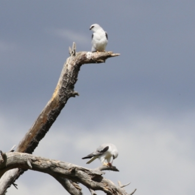 Elanus axillaris (Black-shouldered Kite) at Fyshwick, ACT - 6 Oct 2023 by RodDeb