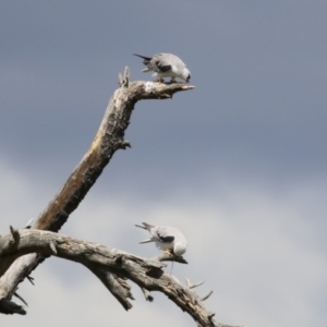 Elanus axillaris at Fyshwick, ACT - 6 Oct 2023