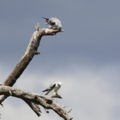 Elanus axillaris at Fyshwick, ACT - 6 Oct 2023