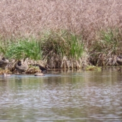 Stictonetta naevosa (Freckled Duck) at Jerrabomberra Wetlands - 6 Oct 2023 by RodDeb