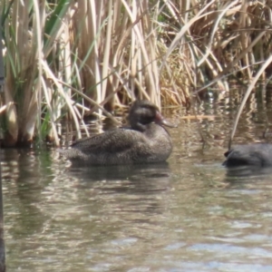 Stictonetta naevosa at Fyshwick, ACT - 6 Oct 2023