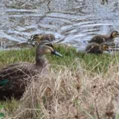 Anas superciliosa (Pacific Black Duck) at Jerrabomberra Wetlands - 6 Oct 2023 by RodDeb