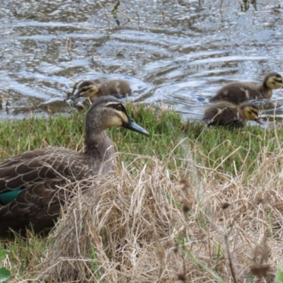 Anas superciliosa (Pacific Black Duck) at Jerrabomberra Wetlands - 6 Oct 2023 by RodDeb