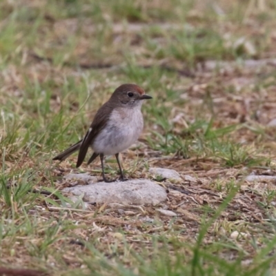 Petroica goodenovii (Red-capped Robin) at Fyshwick, ACT - 6 Oct 2023 by RodDeb