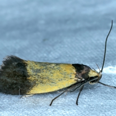 Eulechria heliophanes (A Concealer moth) at Majura, ACT - 3 Oct 2023 by jb2602