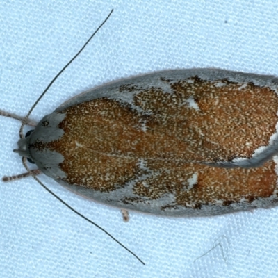 Euchaetis rhizobola (A Concealer moth) at Majura, ACT - 3 Oct 2023 by jb2602