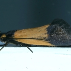 Eulechria heliophanes (A Concealer moth) at Ainslie, ACT - 1 Oct 2023 by jb2602