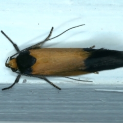 Eulechria heliophanes at Ainslie, ACT - 1 Oct 2023