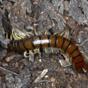 Cormocephalus aurantiipes at Majura, ACT - 3 Oct 2023 07:34 PM