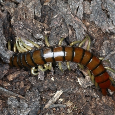 Cormocephalus aurantiipes (Orange-legged Centipede) at Mount Ainslie - 3 Oct 2023 by jb2602
