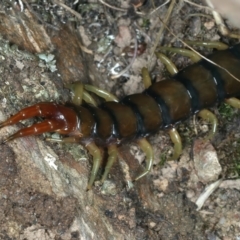 Cormocephalus aurantiipes at Majura, ACT - 3 Oct 2023 07:34 PM